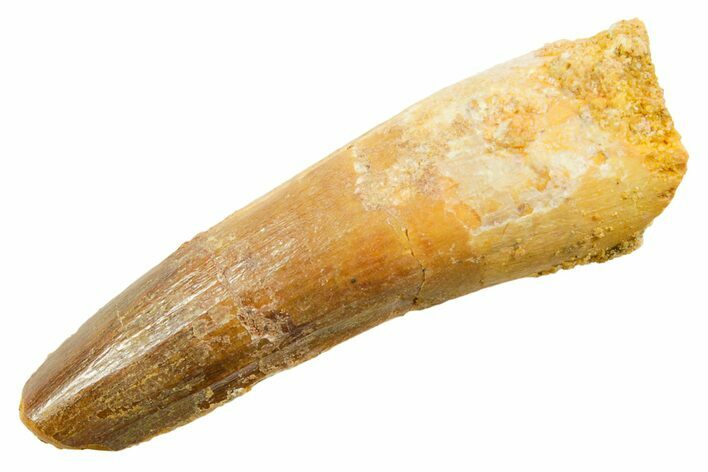 Fossil Spinosaurus Tooth - Feeding Worn Tooth #364207